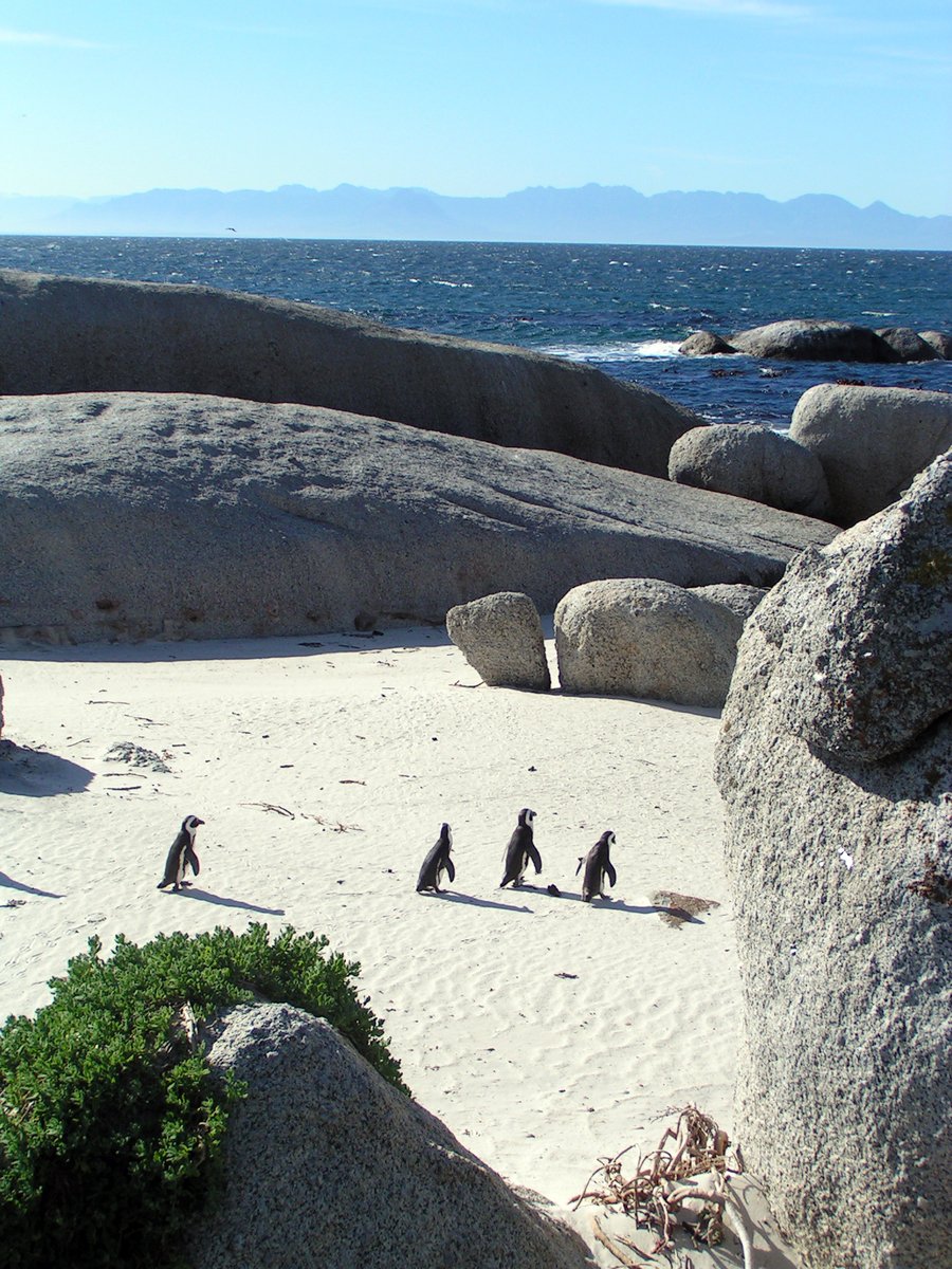 penguins are walking around rocks by the water