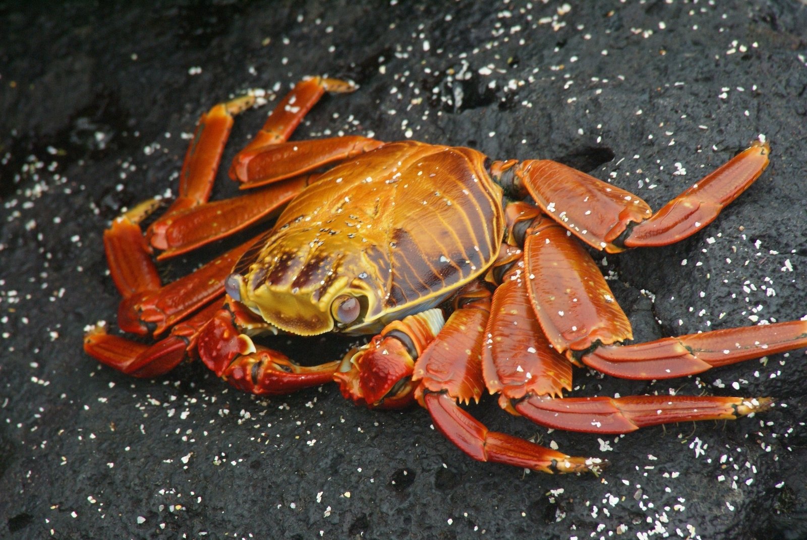 a very colorful crab that is laying on the ground