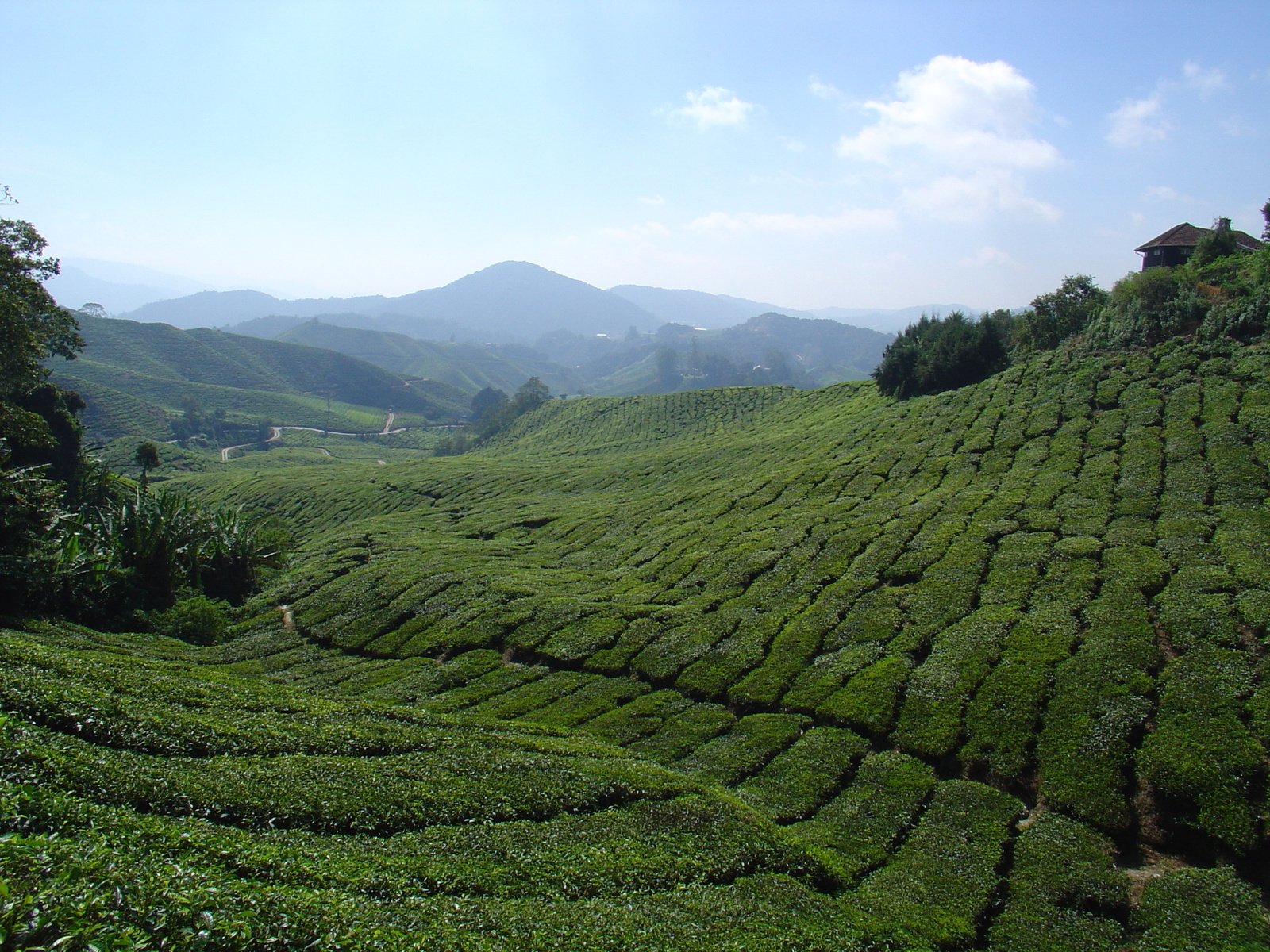 a beautiful landscape that looks like tea bushes