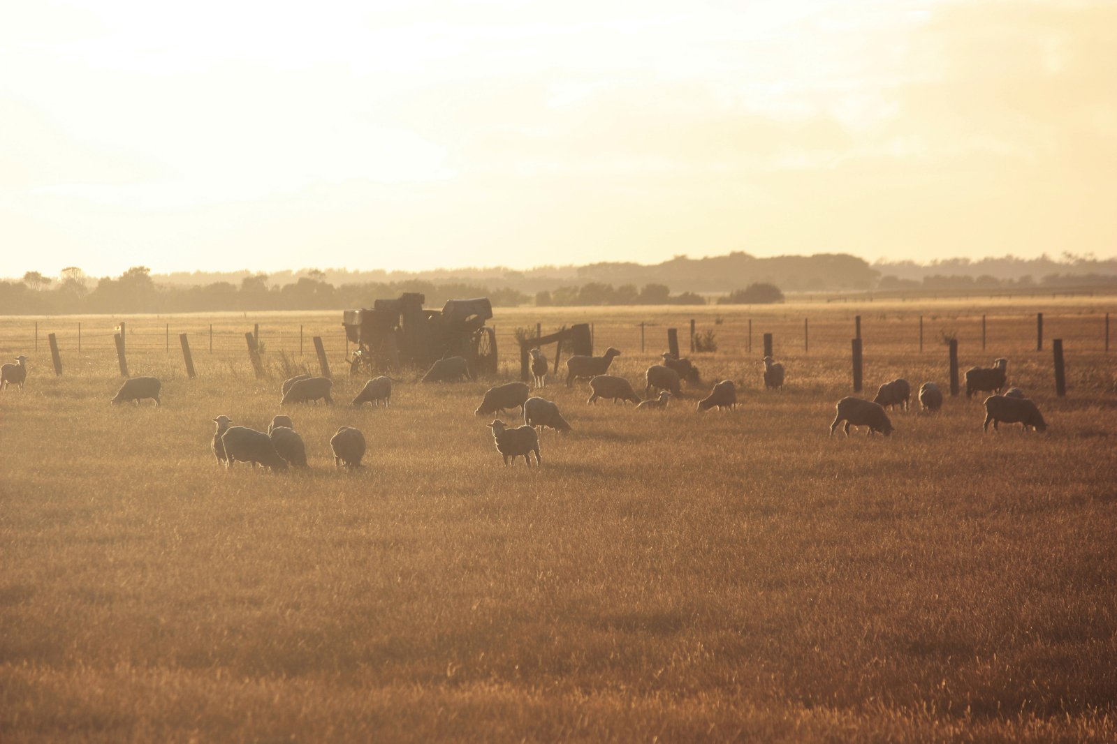 an image of cattle in the grass behind a truck