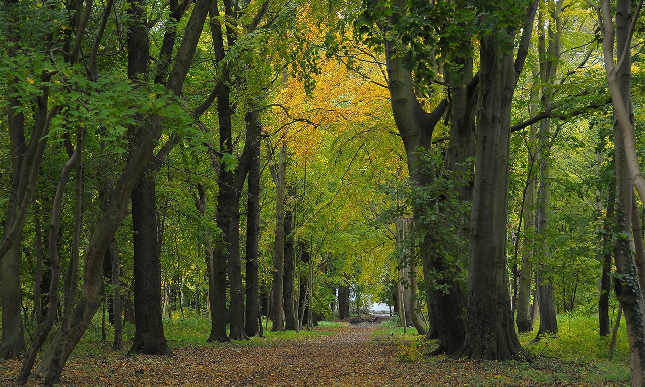 a dirt road surrounded by trees and leaves