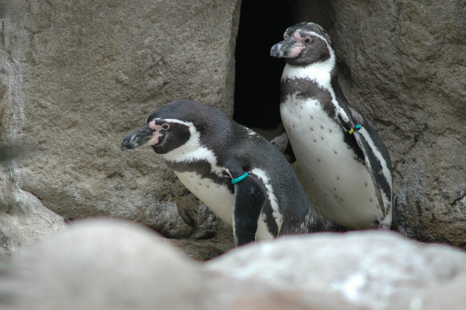 a couple of small penguins standing next to each other