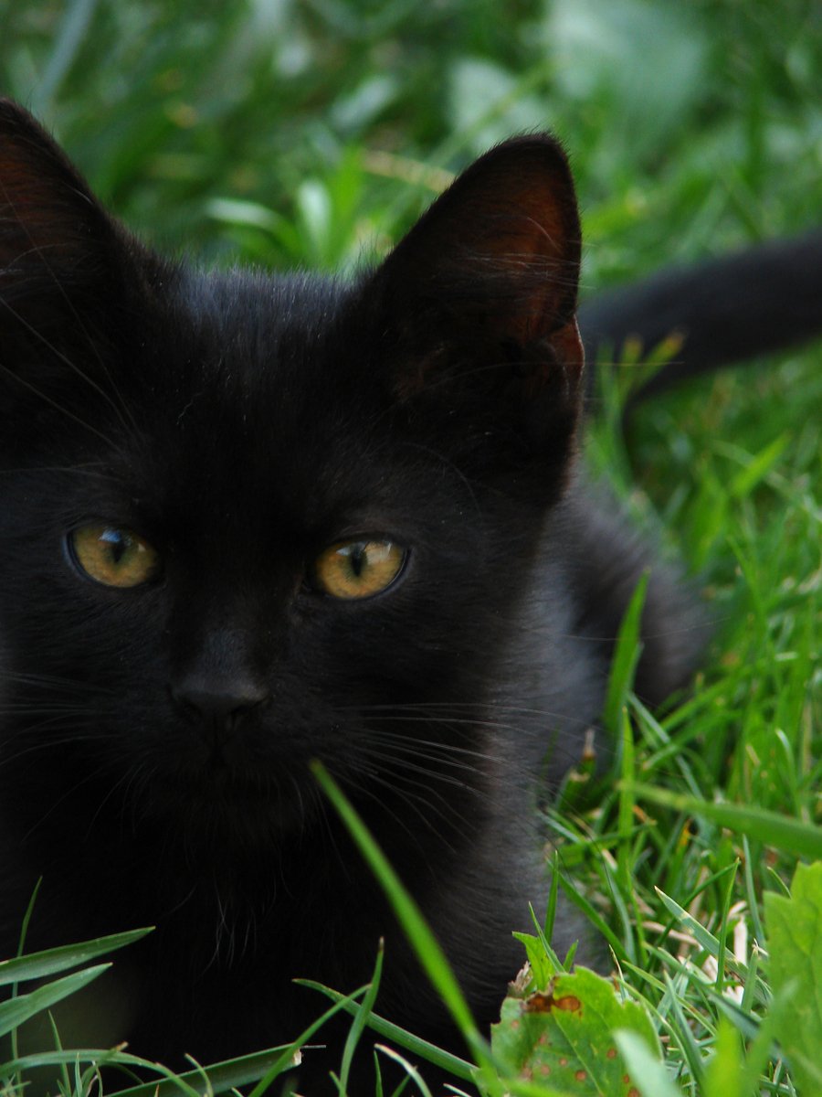 a black cat with yellow eyes lying in the grass