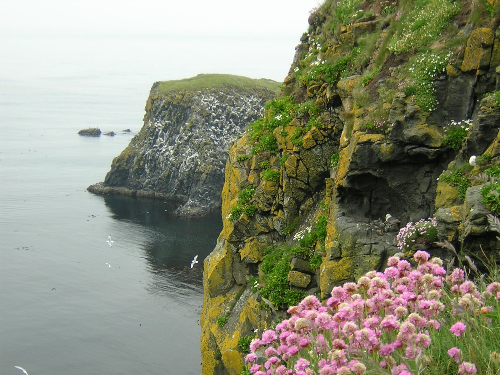 a hill with a few flowers growing in it next to some water