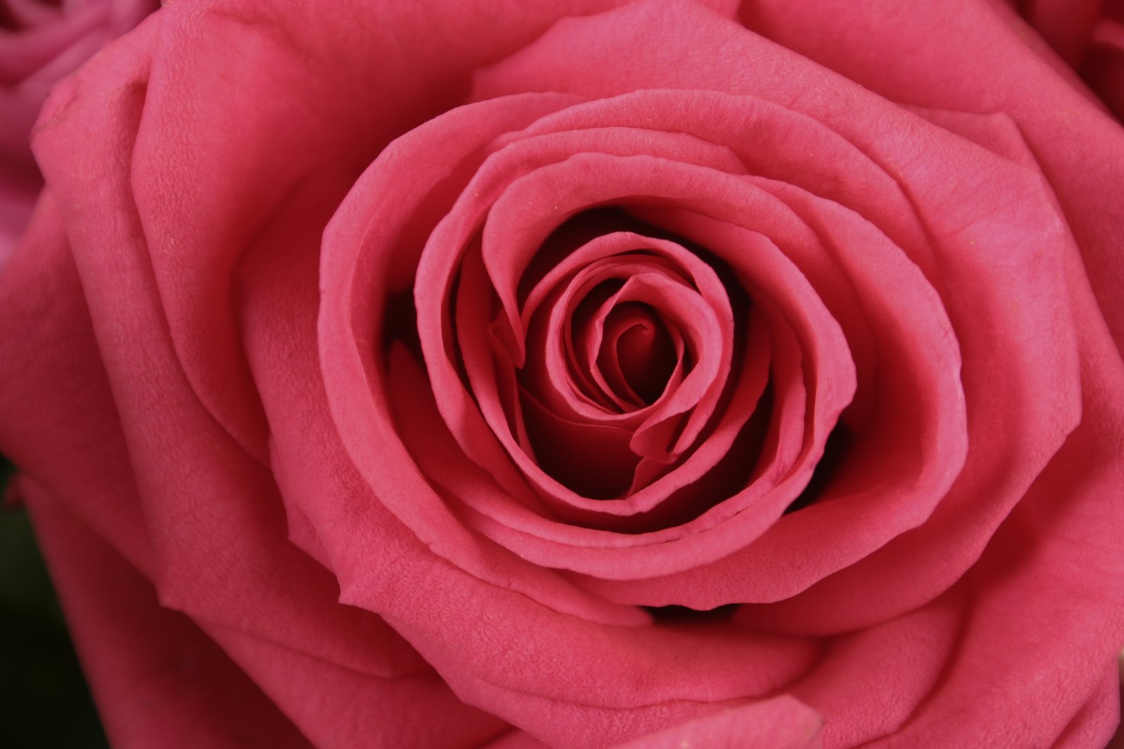 the large pink rose is in the center of the flower