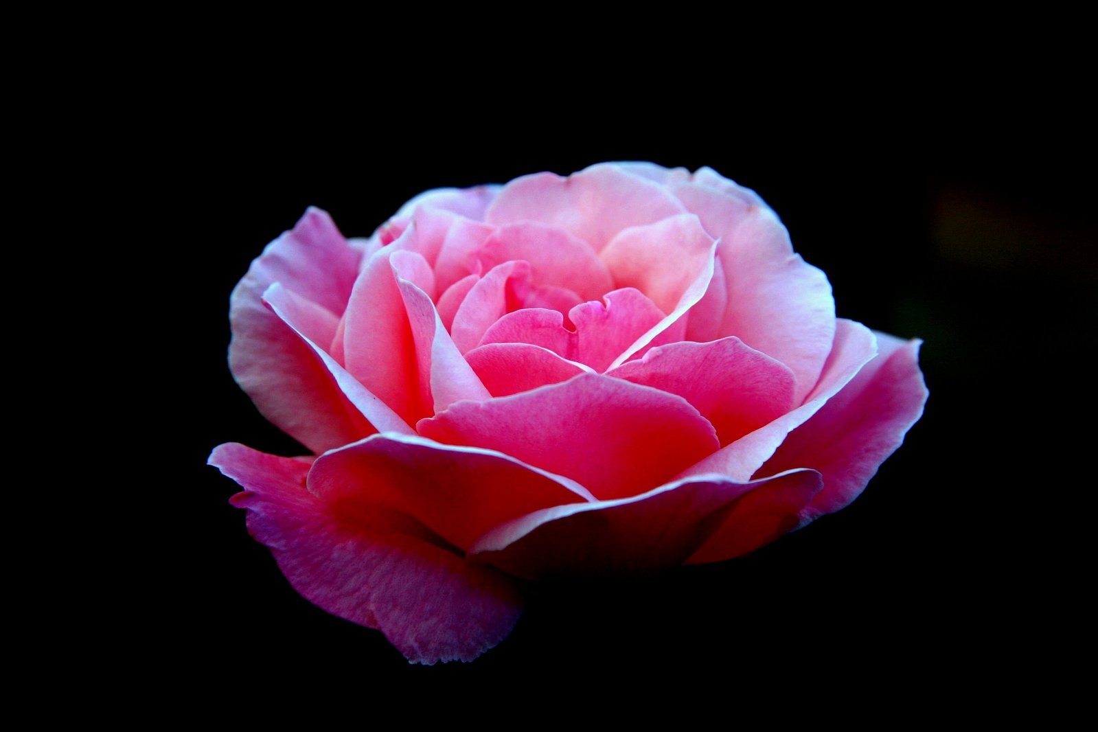a pink rose is shown against a black background