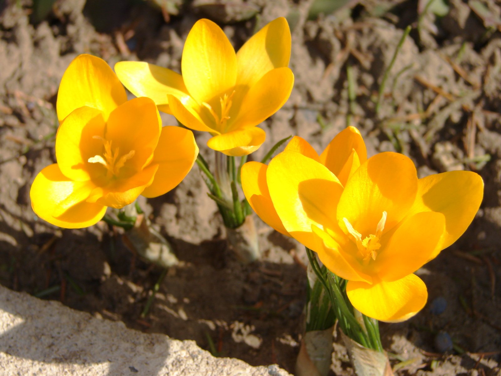 three yellow flowers standing tall in the dirt