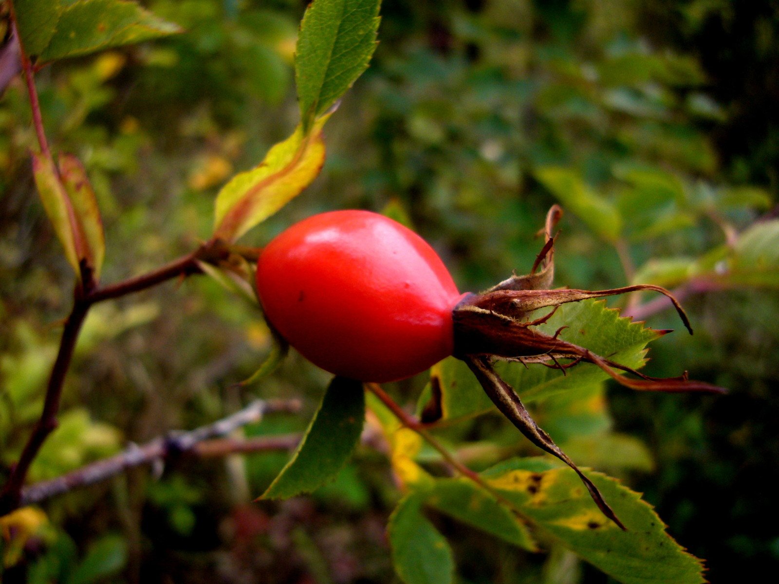 a bright red fruit is growing on a twig