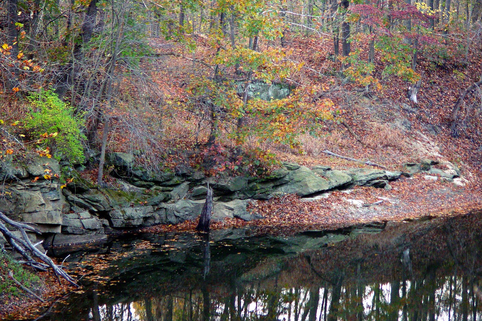 the reflection of trees on a small river