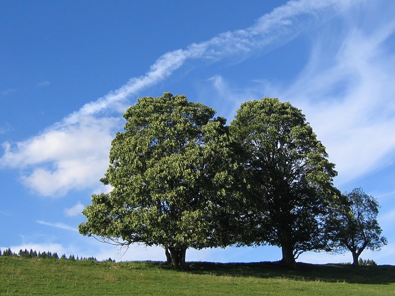 two trees stand tall on the edge of a hill