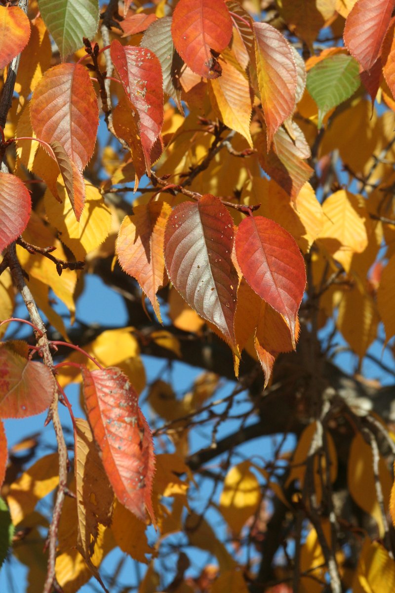 a group of colorful leaves hanging from a tree