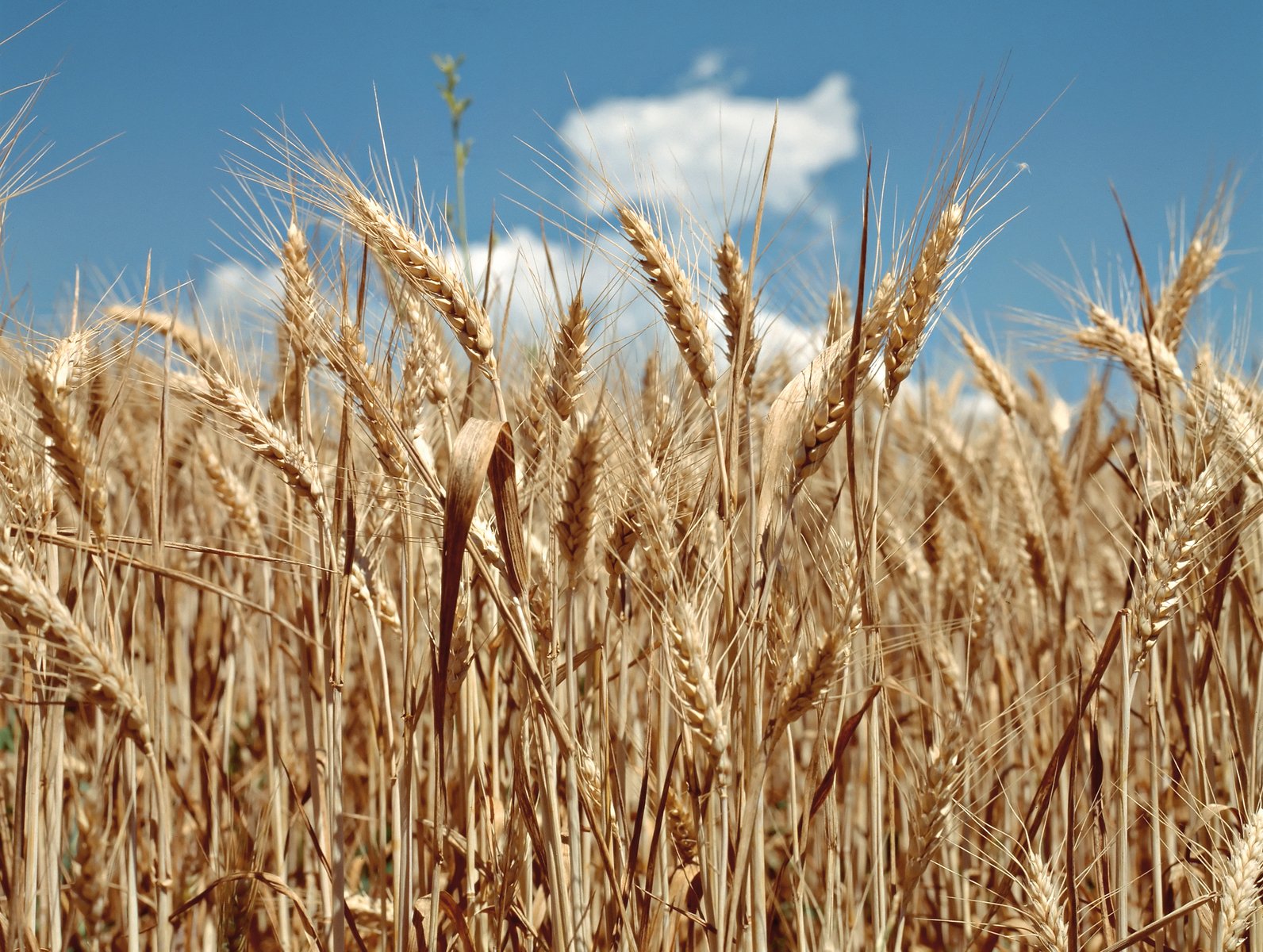 a field that has some kind of food in it