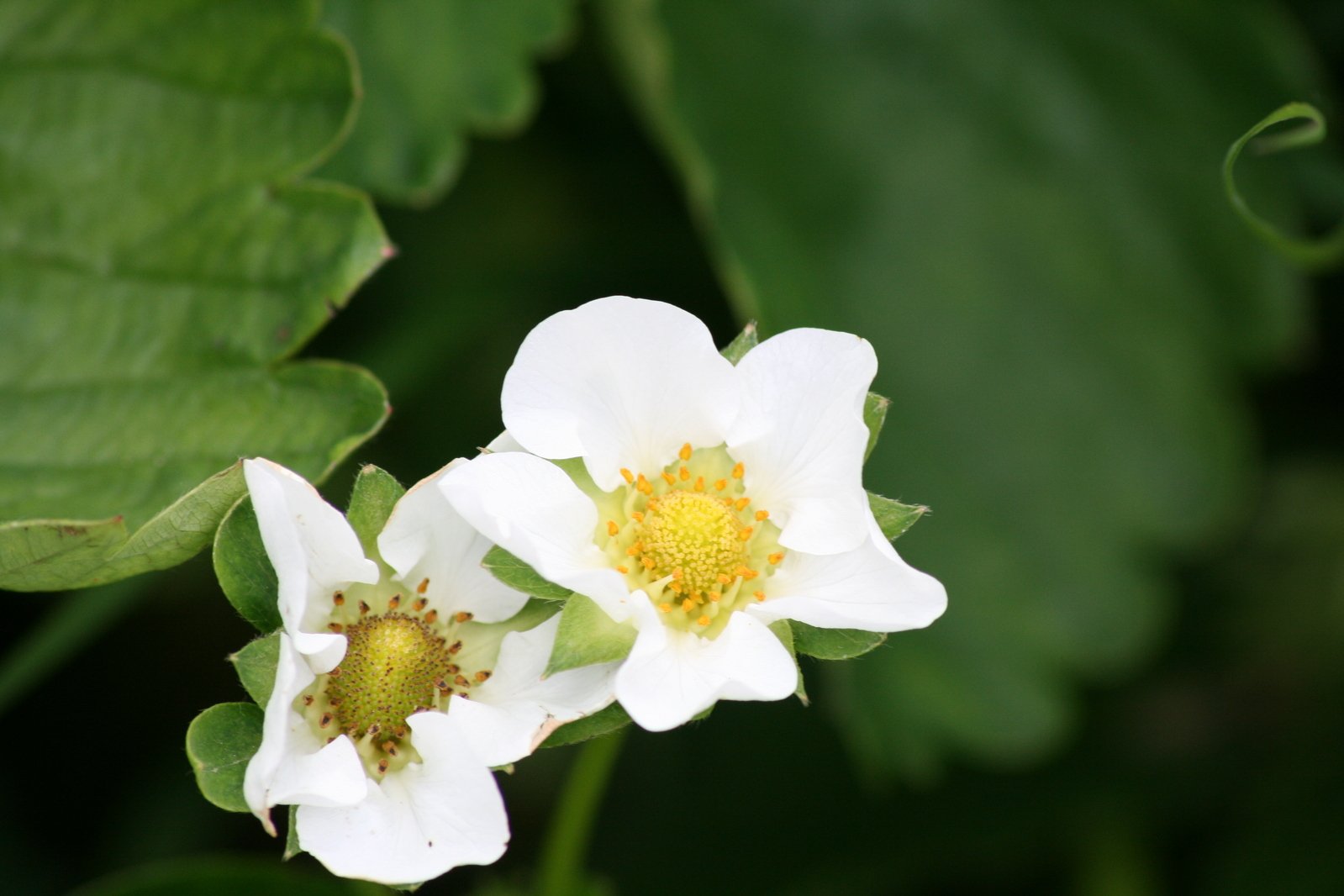 two white flowers with yellow center in the middle