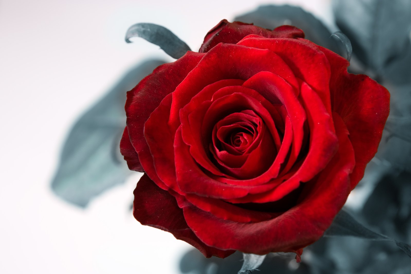 a red rose is shown with its petals open