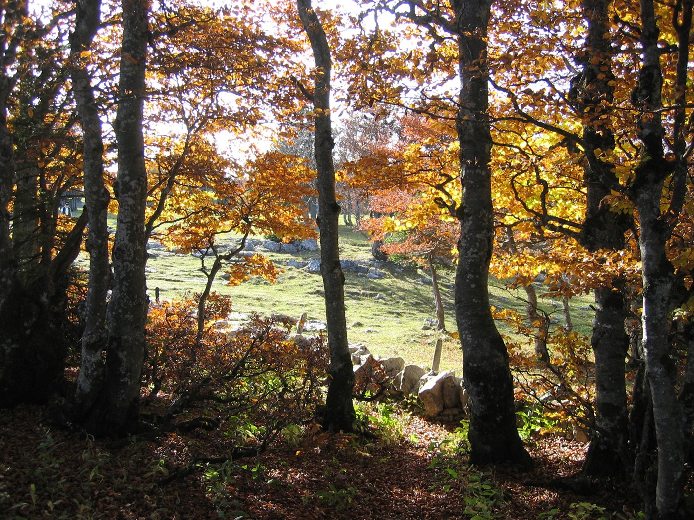 a herd of sheep grazing through trees in a pasture