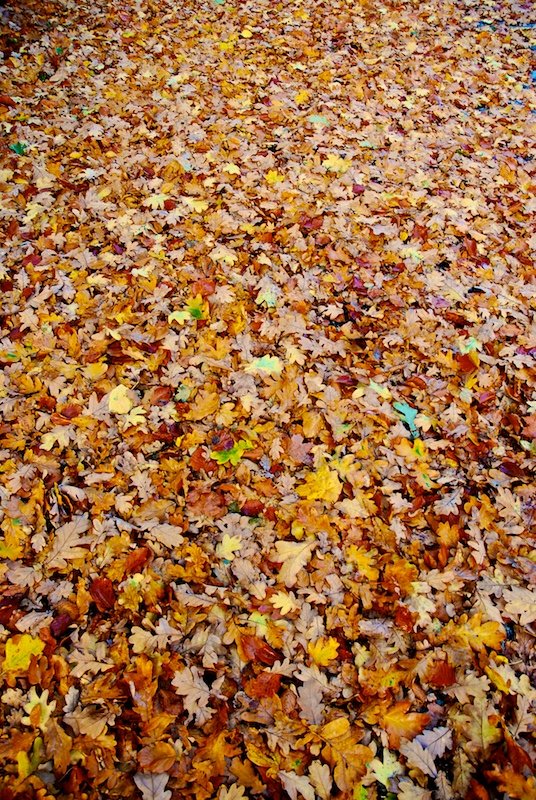 a dog standing on a leaf covered road