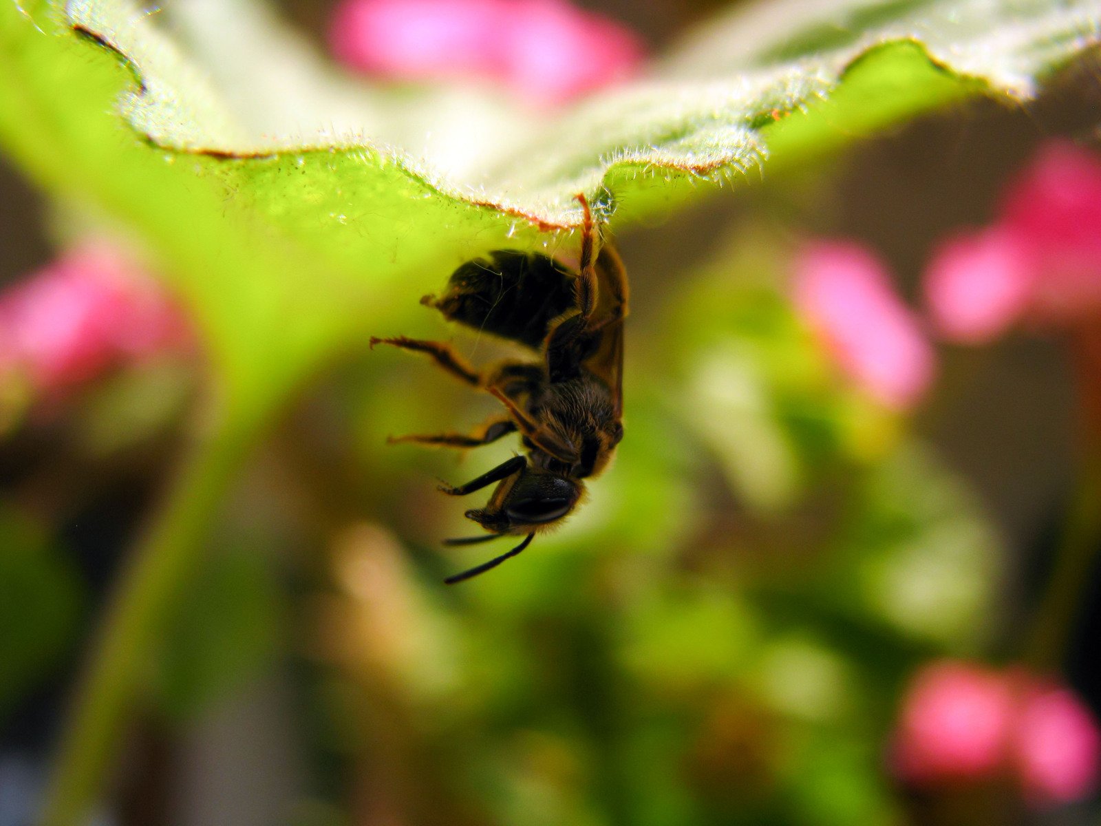 a close up po of the side view of a small, spider sitting on a green leaf