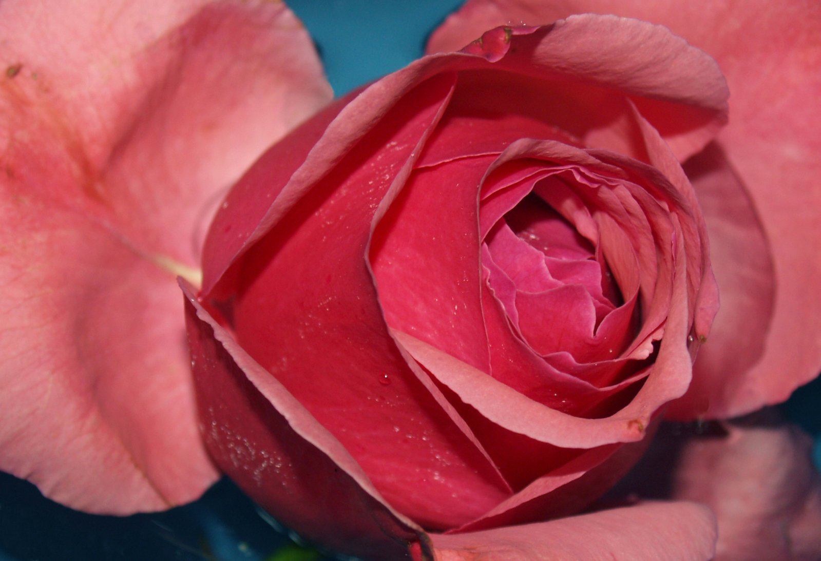 a closeup of a large pink rose