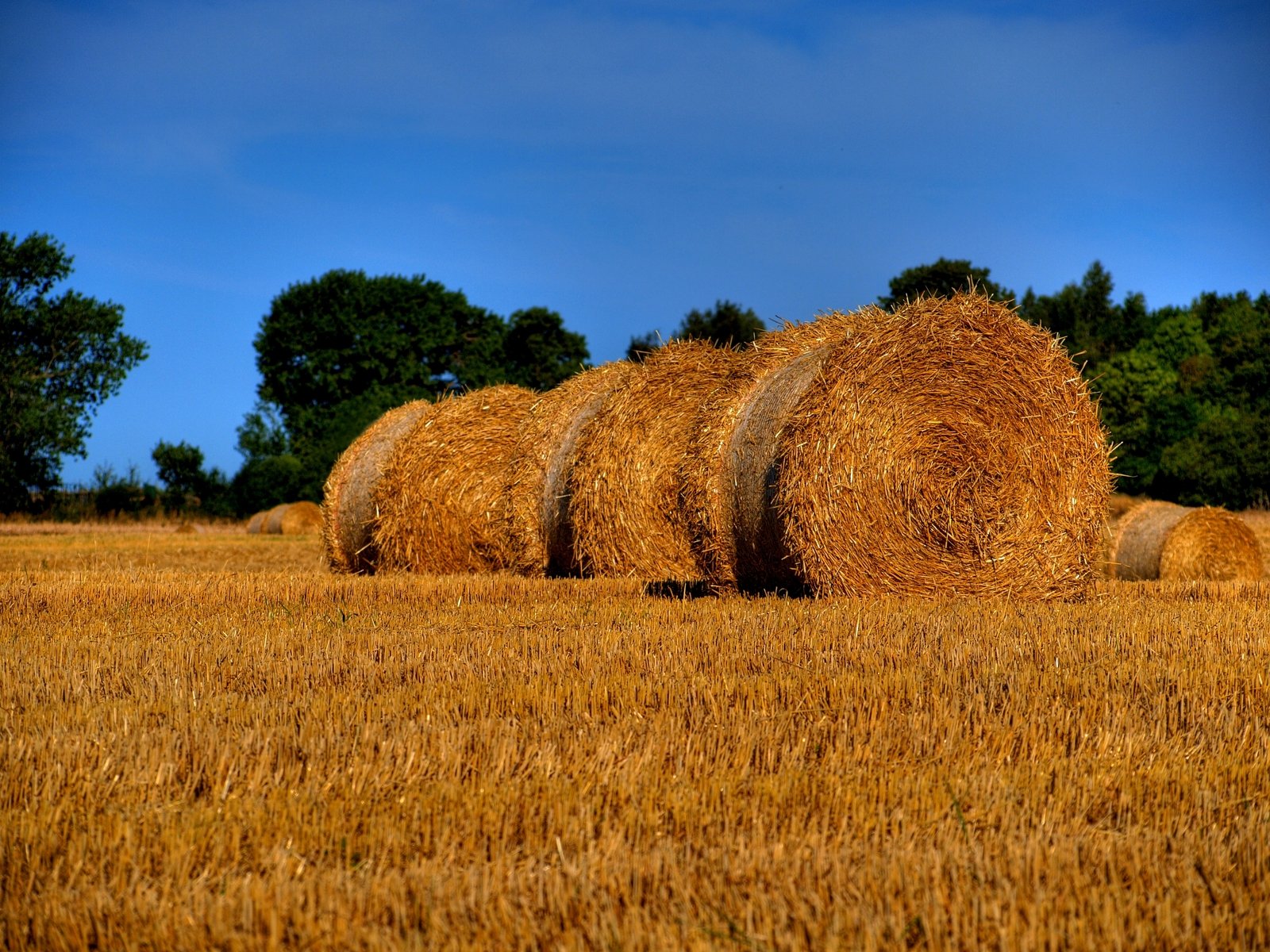 four hay bales are placed in the middle of an open field