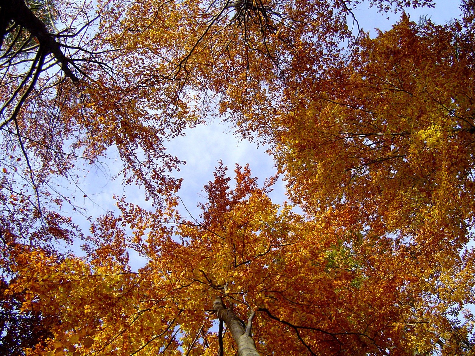 the sun peeking through autumn trees at a park