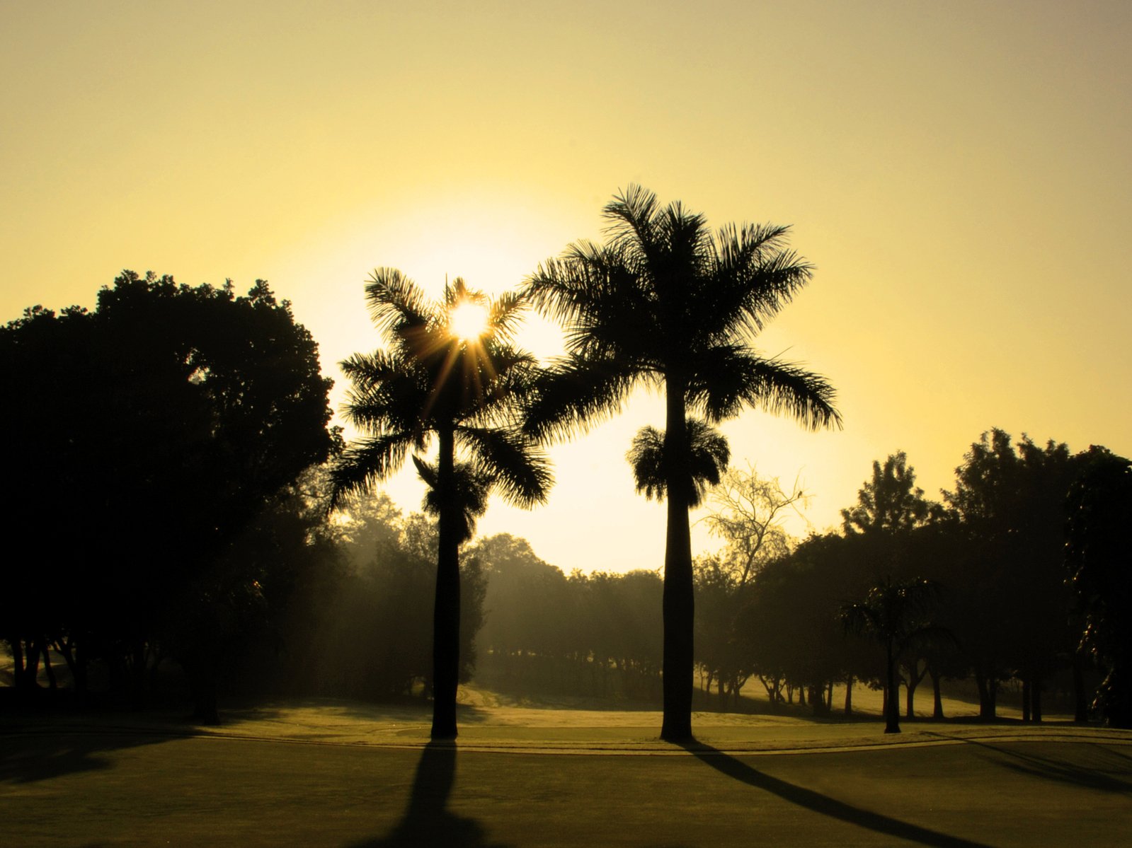 palm trees and the sun setting in the sky