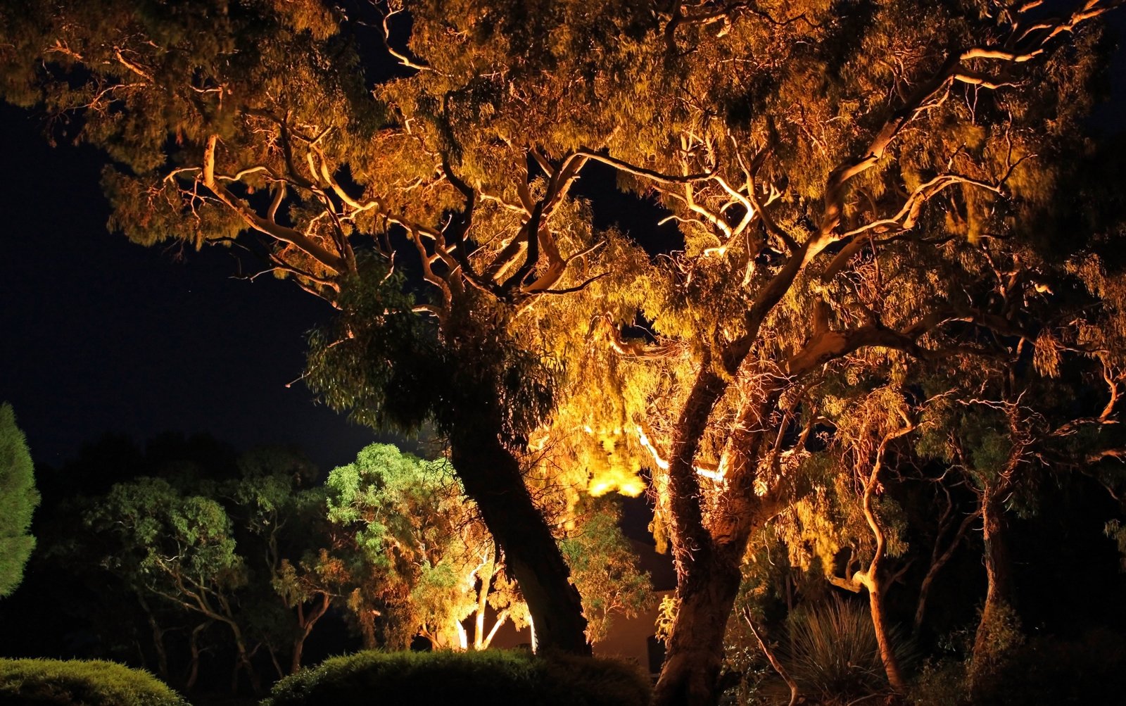 large tree in nighttime lit by light from lights on trees