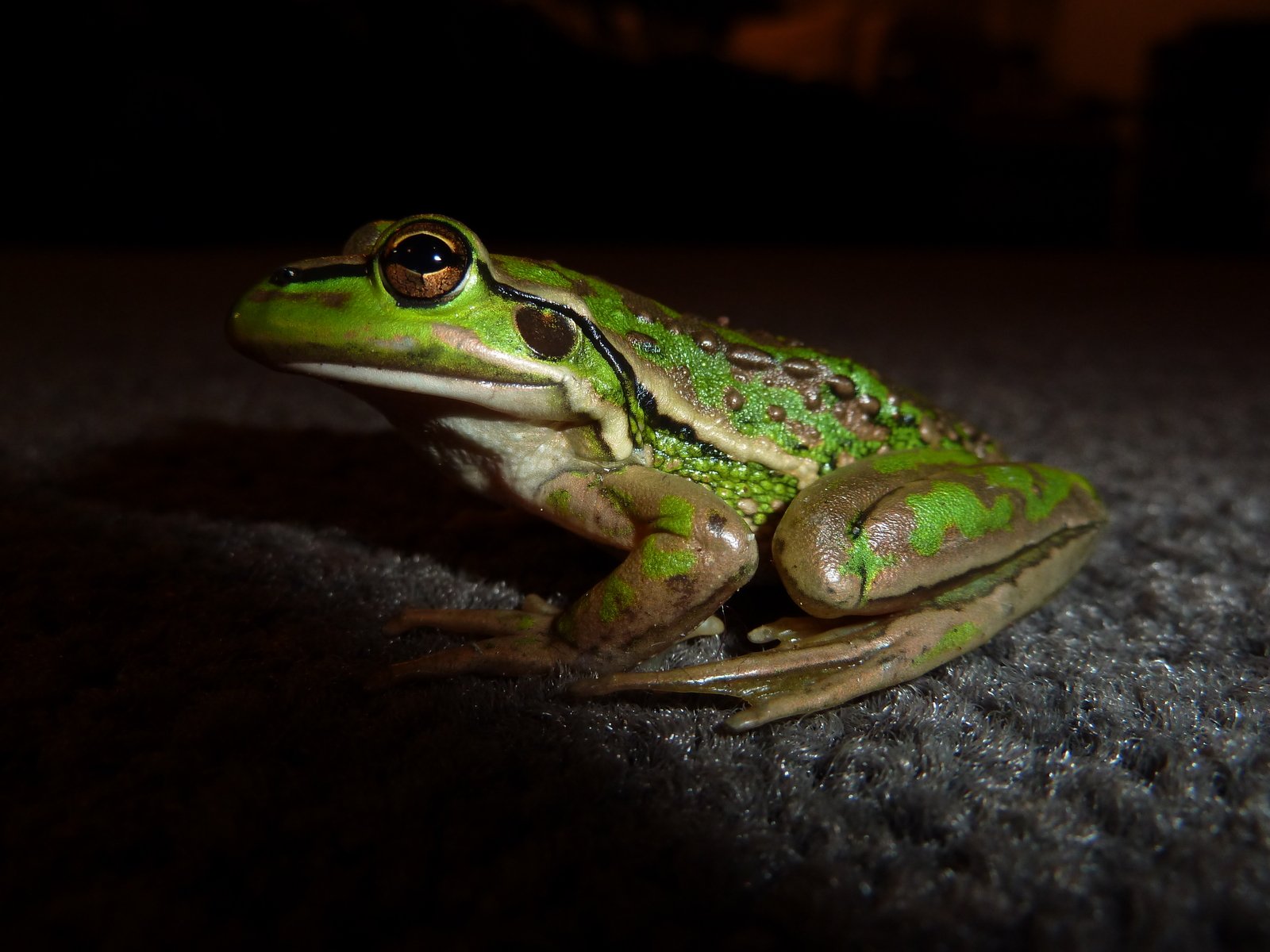 a close up of a green frog on the ground