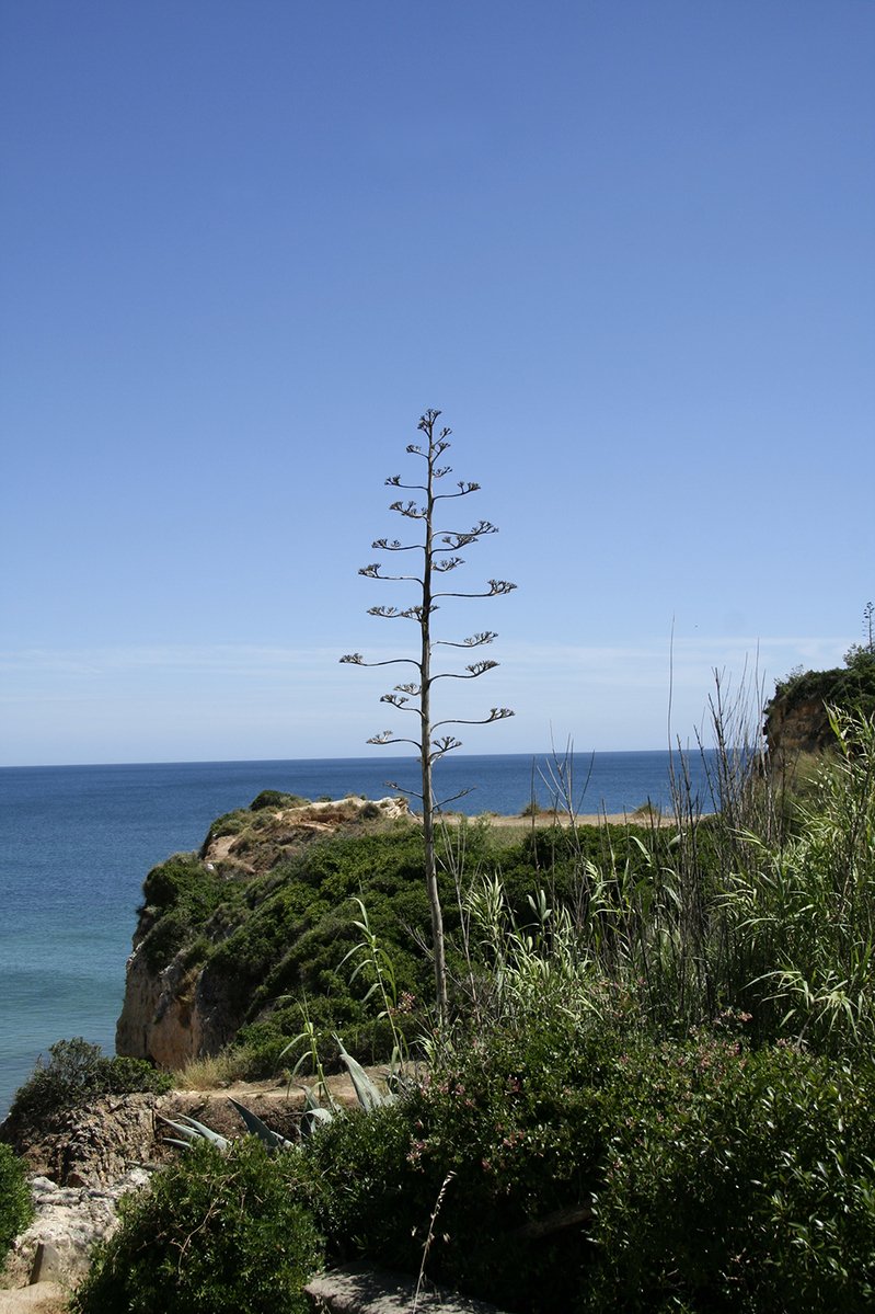 the view of the water from the side of a hill