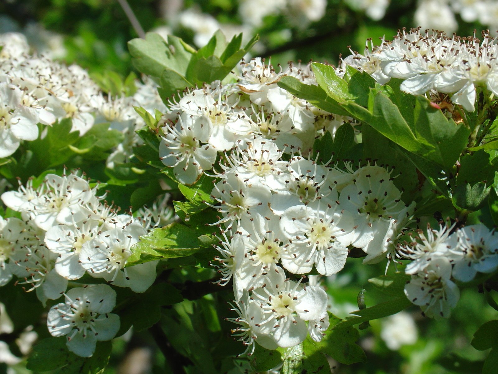 white flowers are blooming in the trees