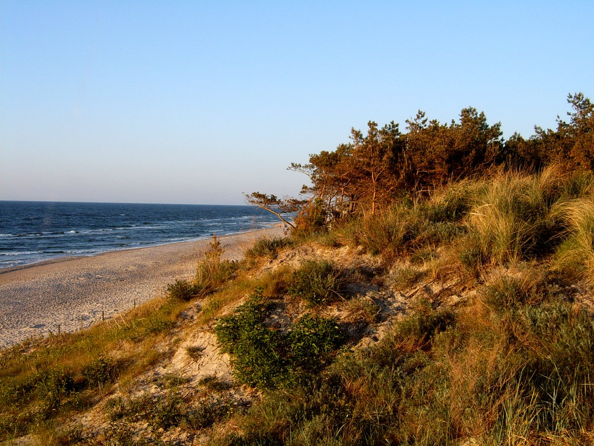 the shore of a beach with grass and bushes