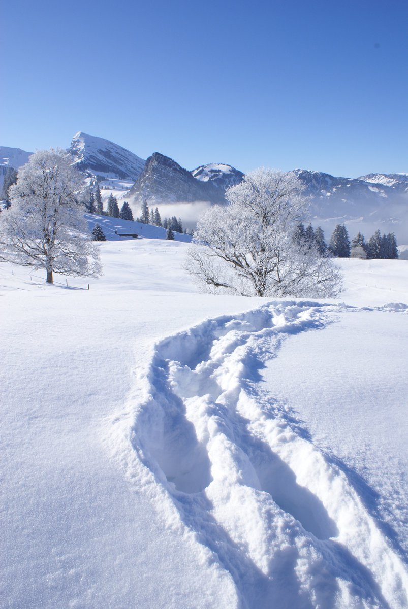 the trail in the snow that is making it to the tree