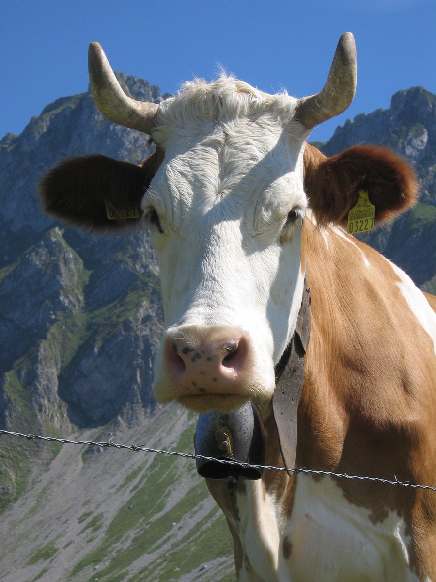 a brown and white cow standing next to a fence