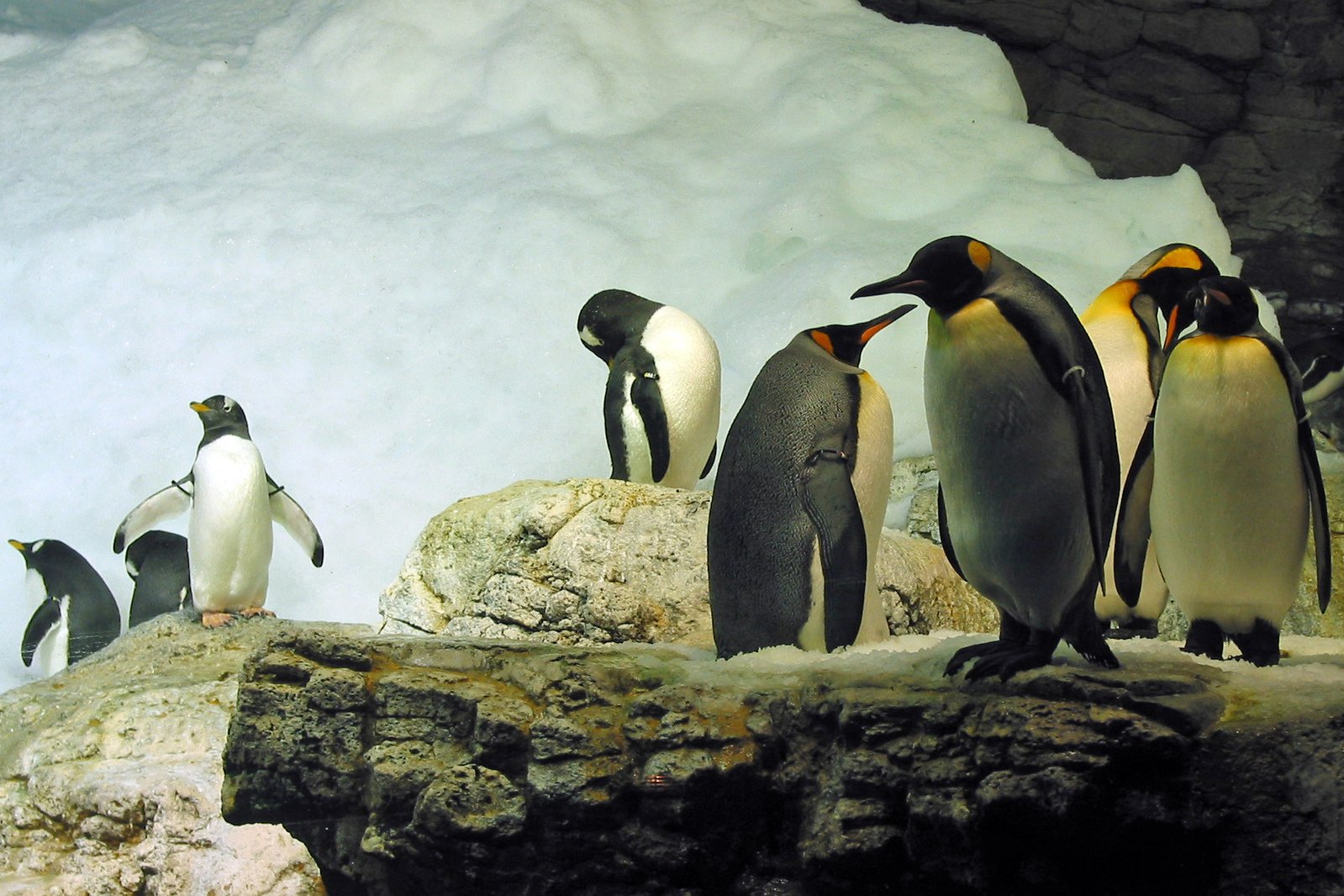 a group of penguins standing around on the rocks