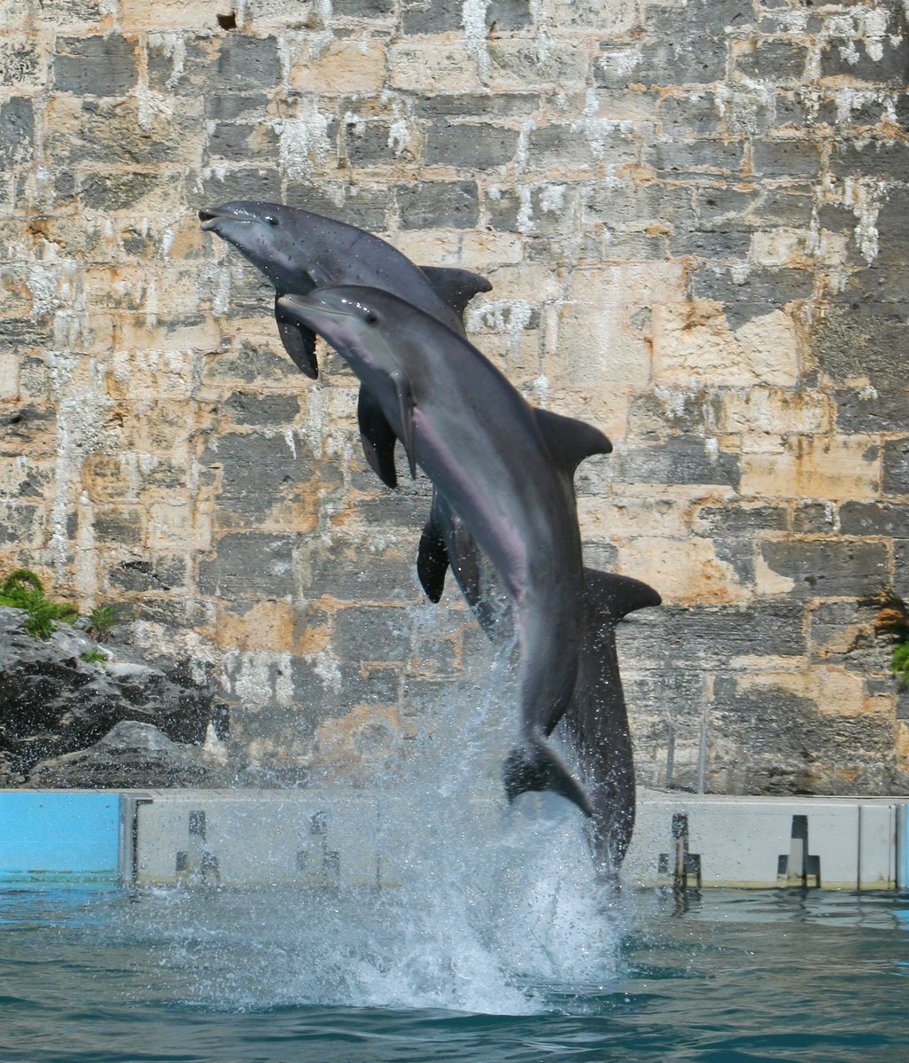 two dolphins jump into the water while playing