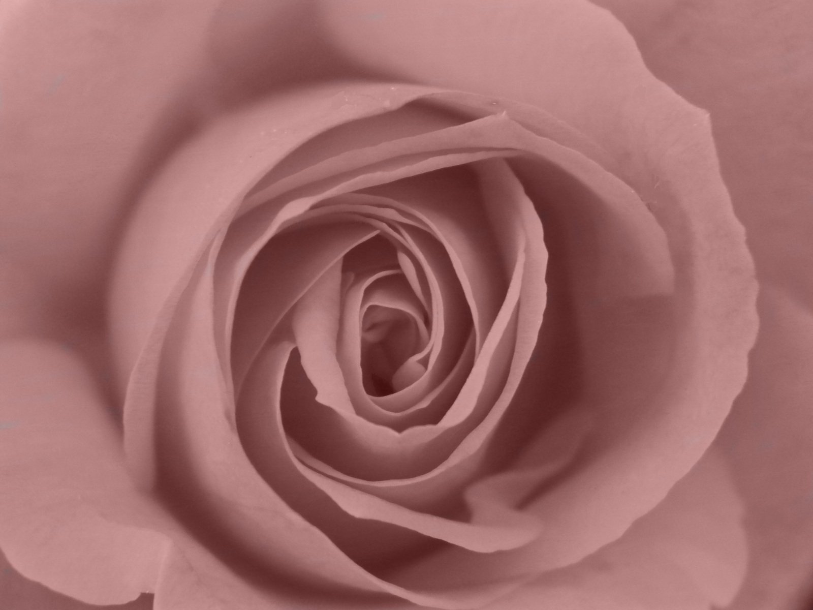 a closeup of a pink rose bud