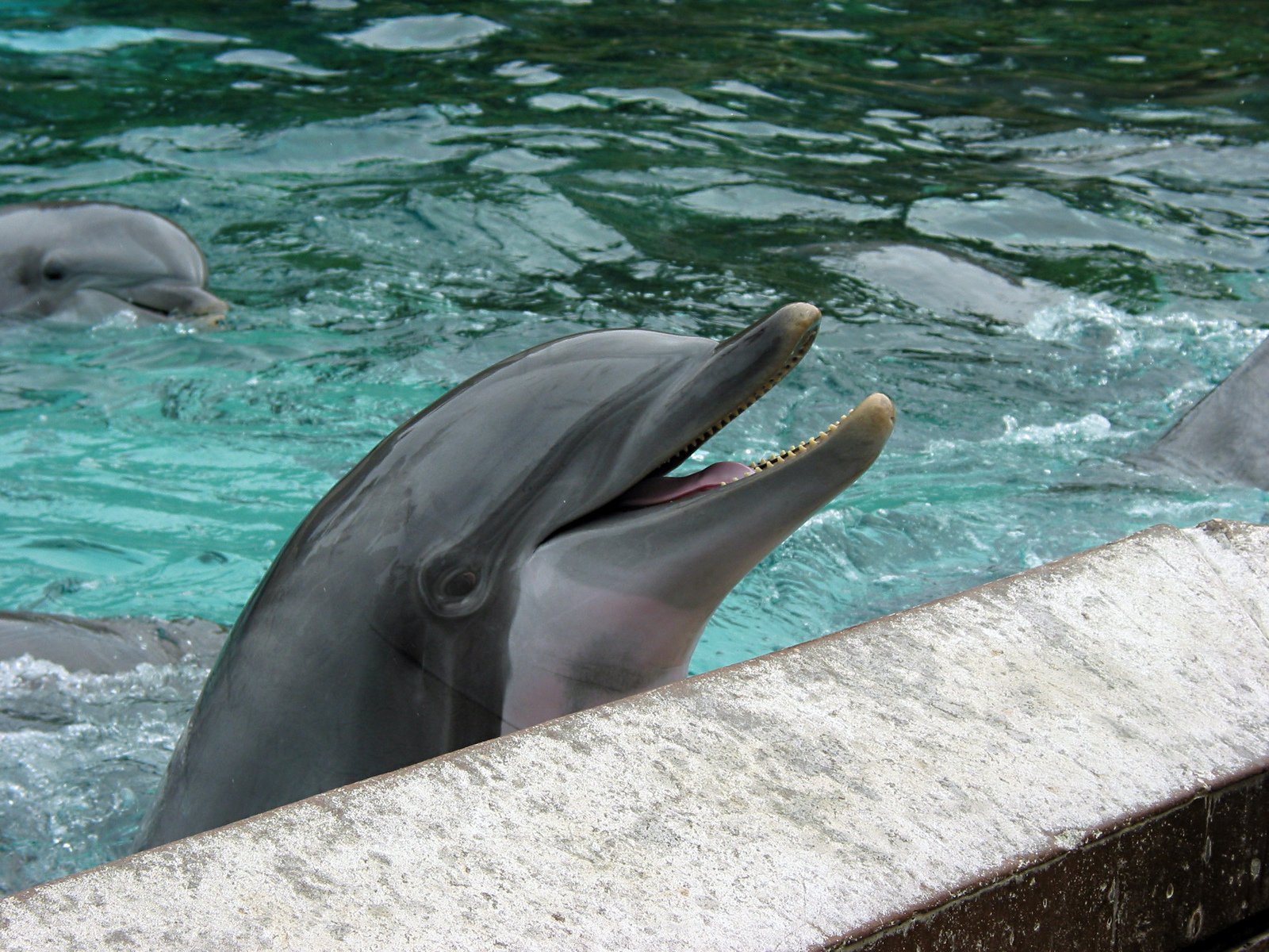 two dolphins with their mouths open while standing in water