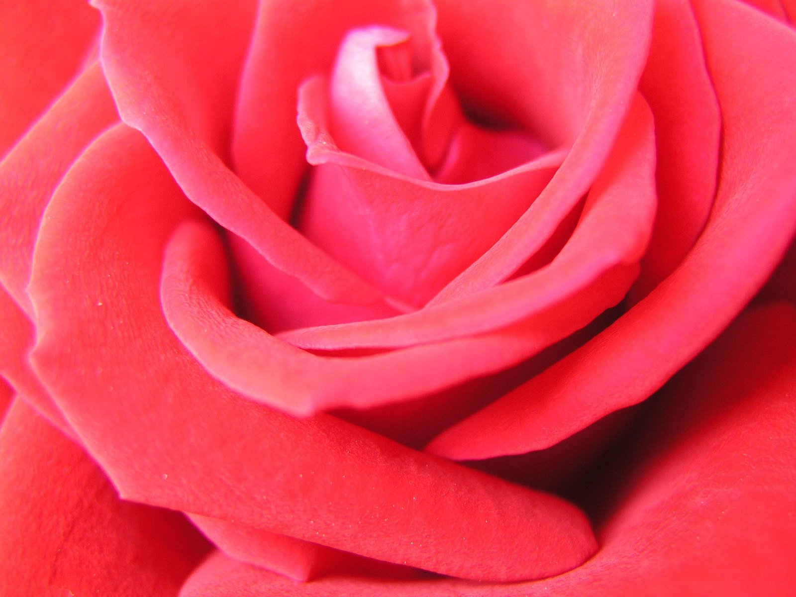 a close up view of a pink rose flower