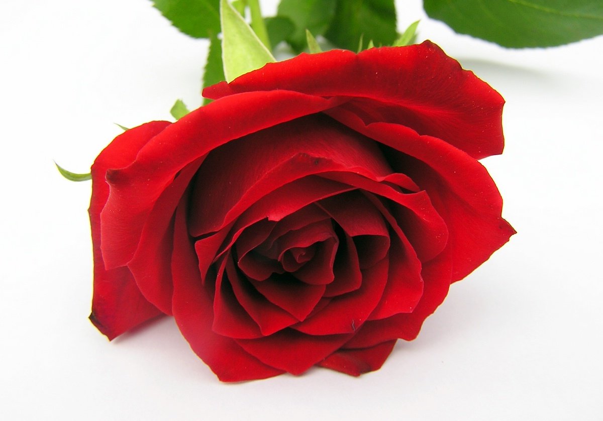 a single red rose sitting next to leaves