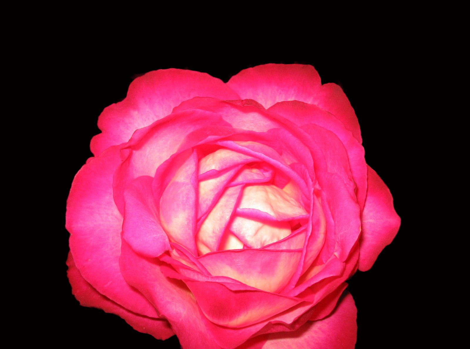 a close up of a pink rose on a black background