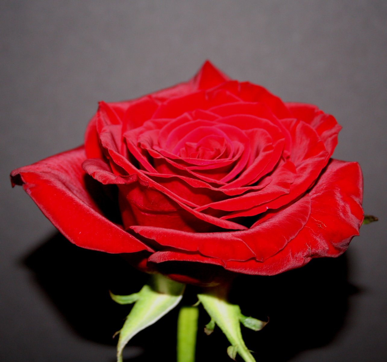 a single red rose with green stems is displayed