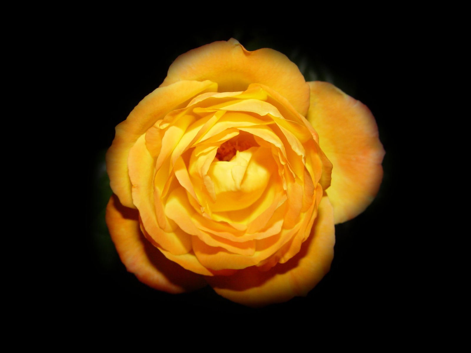 closeup of a yellow rose with a black background