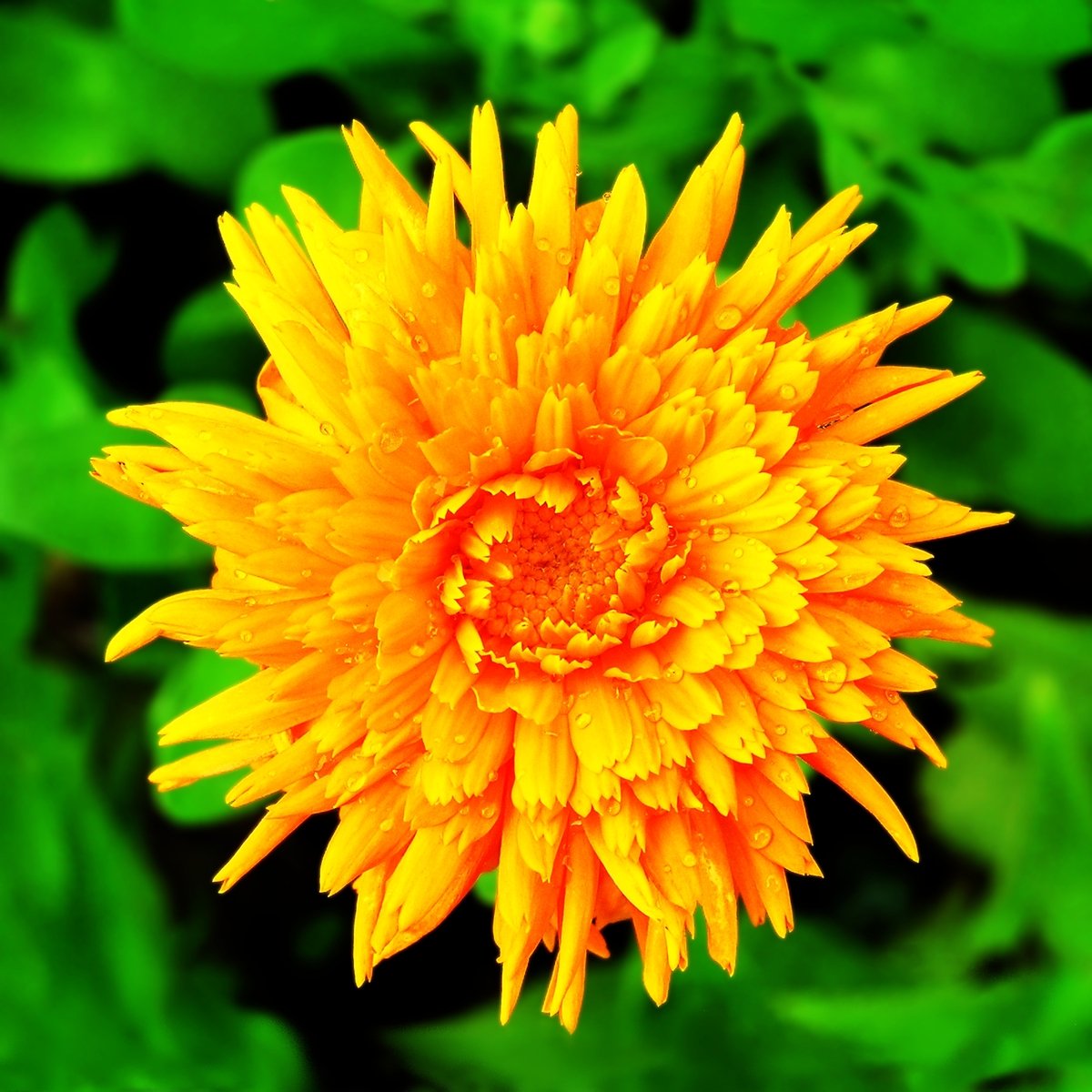 an orange and yellow flower with green leaves