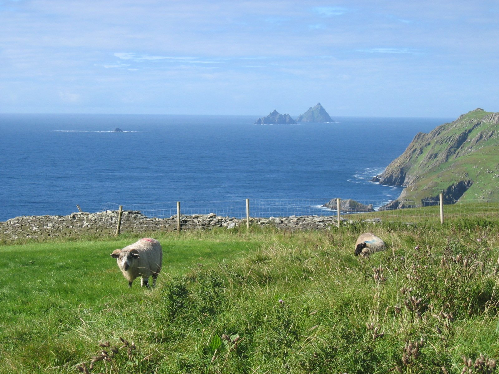 sheep grazing on lush green grass near the ocean