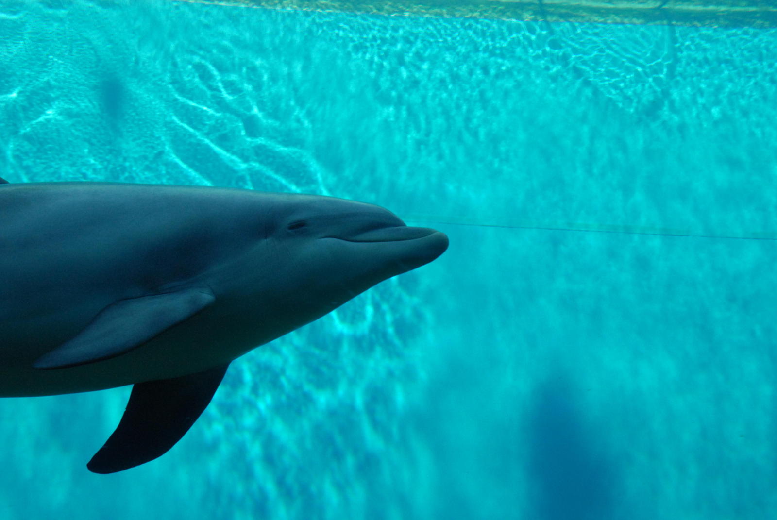 a dolphin that is in some water near a string