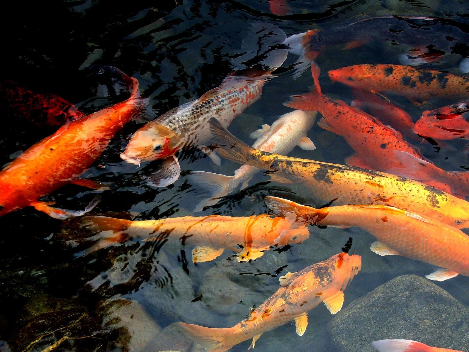 a pond of various different color koi fish in it