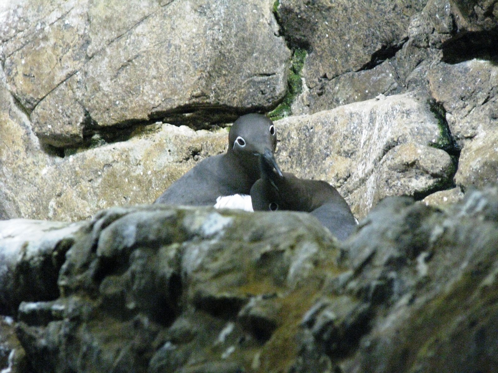 two birds that are standing by some rocks