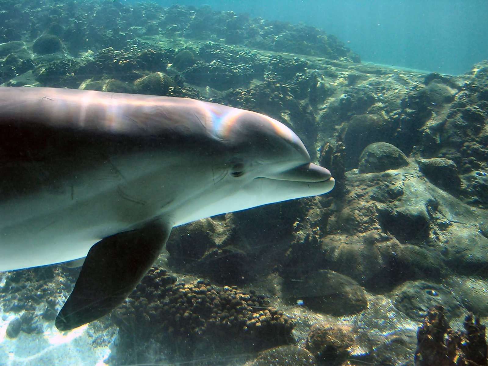 a close - up of a dolphin swimming in the water near a coral