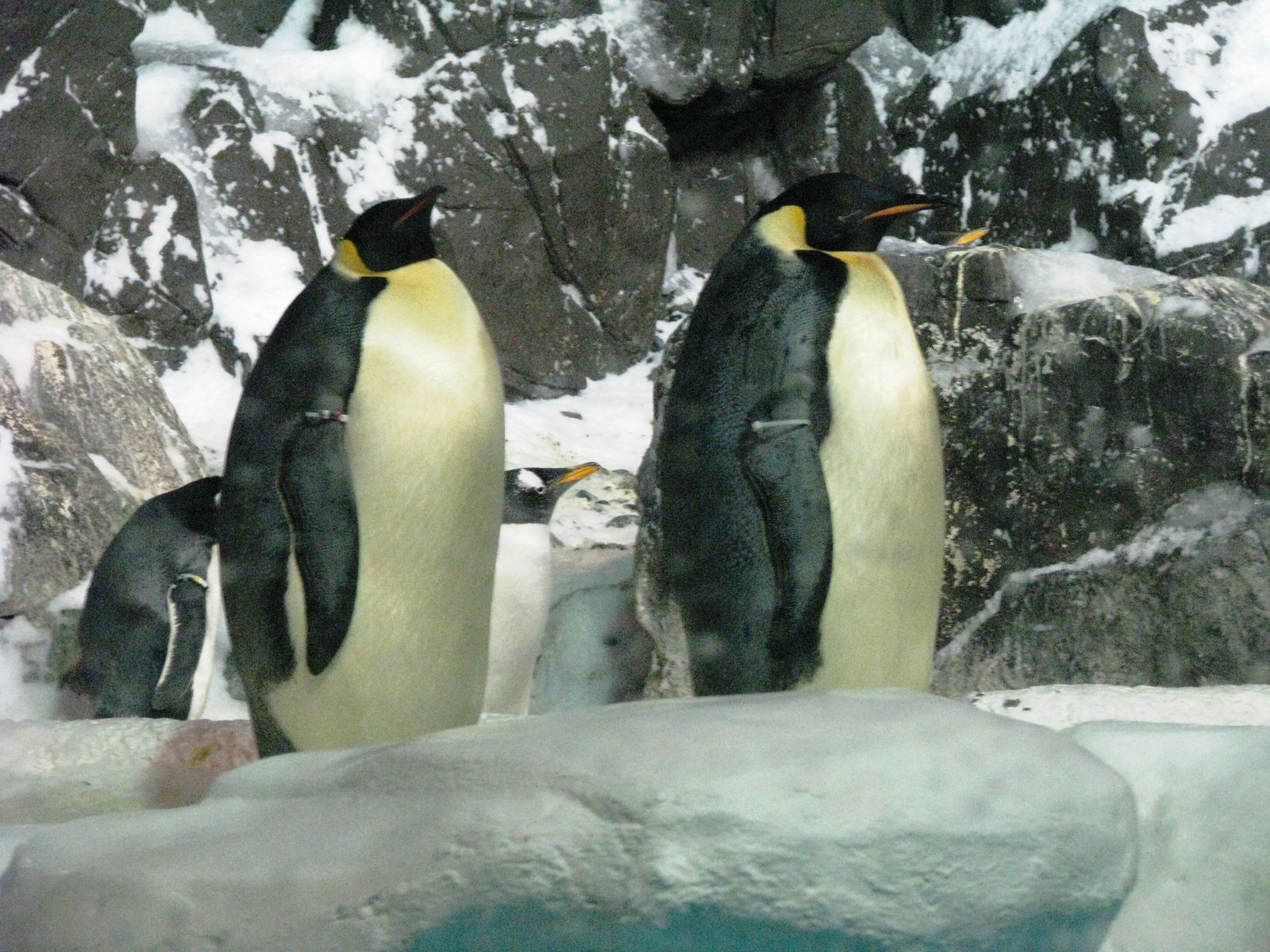 three penguins stand in an enclosure at a zoo