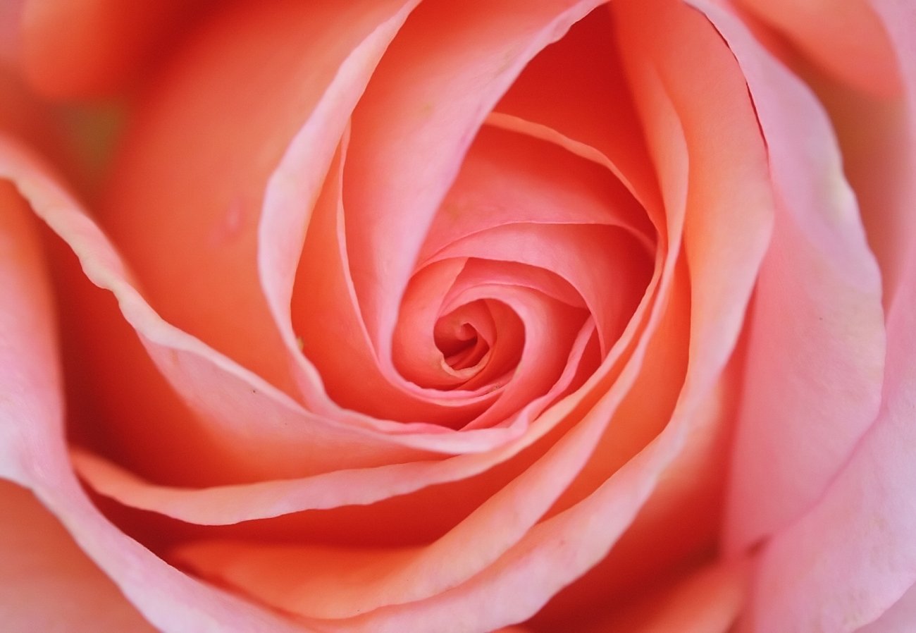 the inside view of a pink rose that is blossoming