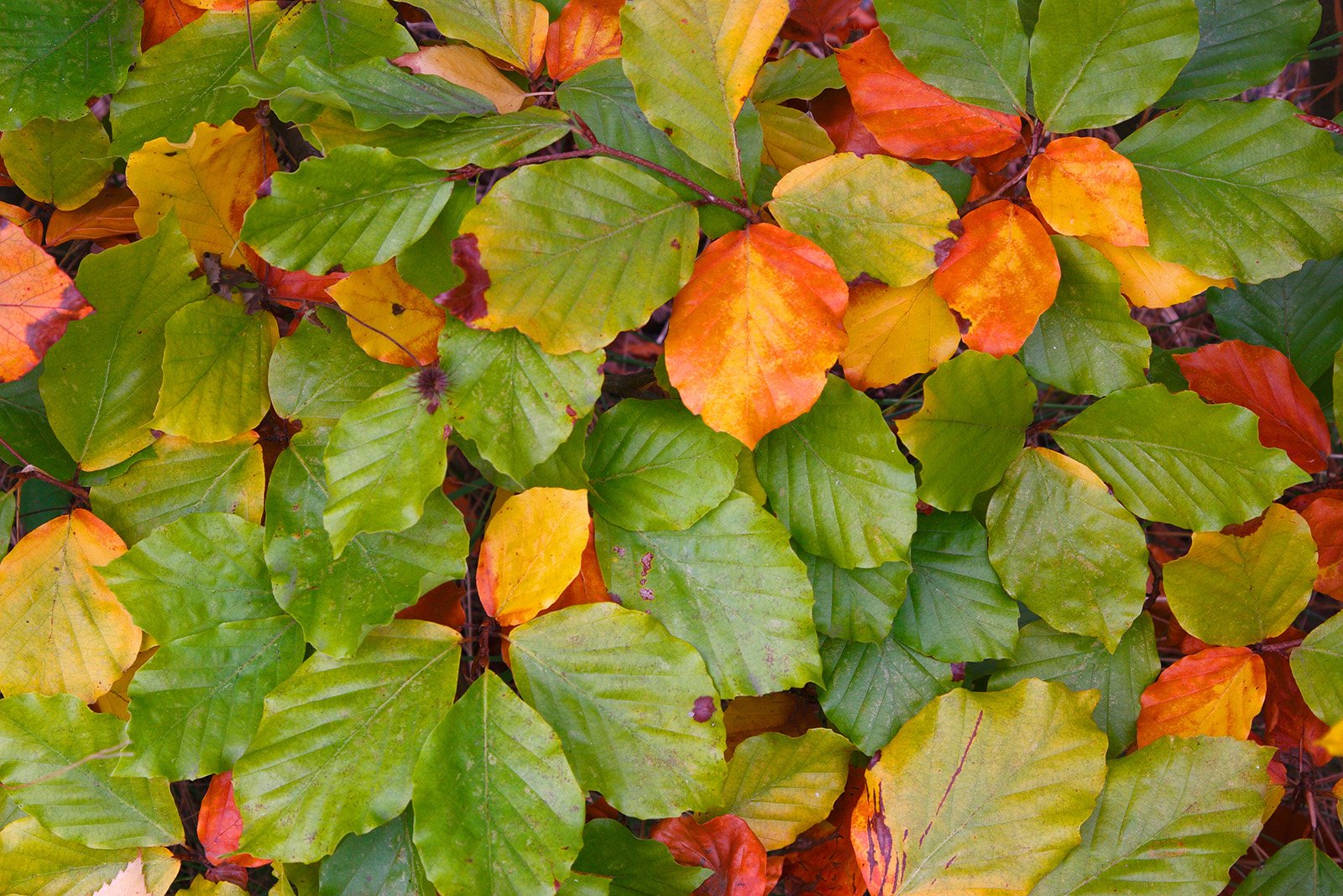 a collection of leaves with some of them turning colors